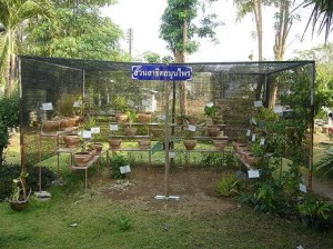 hierbas-medicinales-plantas